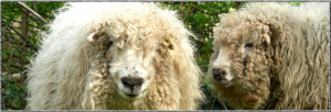 Dartmoor Greyface sheep (click for source)