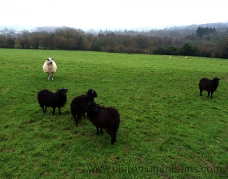 Four ouessants and a mule. You can see the horns of the two wethers.