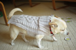 Wiggles the Chihuahua wearing his sweater. Image copyright Shy Lalumiere 2014.