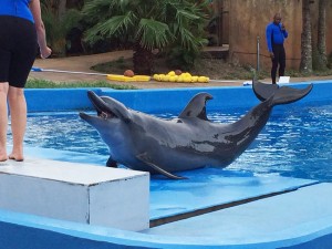 Weighing the dolphins!