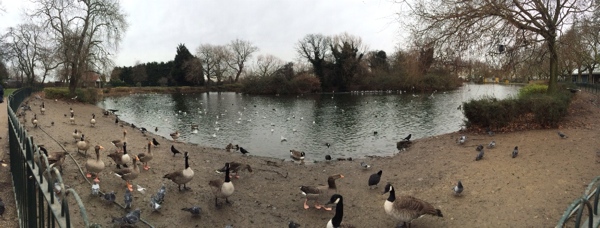 Duck pond at Finsbury Park. Duck pond at Finsbury Park.