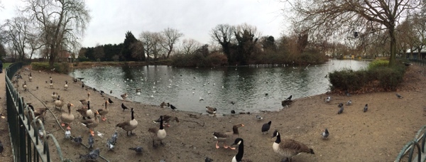 Duck pond at Finsbury Park.