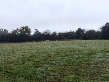 The four mules just after they had first arrived.