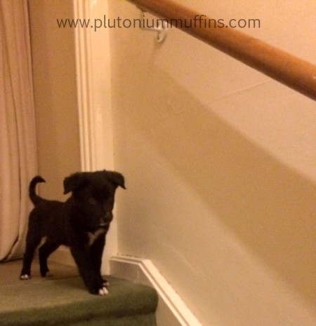 Getting Chase inside for the first time meant he encountered something new - stairs!