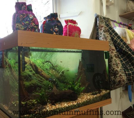 My new requirement for all yarn shops: a colourful fish tank for John to watch.