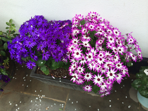 Another photo of purple and green flowers...can you tell I'm inspired?!