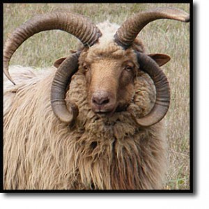 Showing the four horns of a Navajo-Churro.