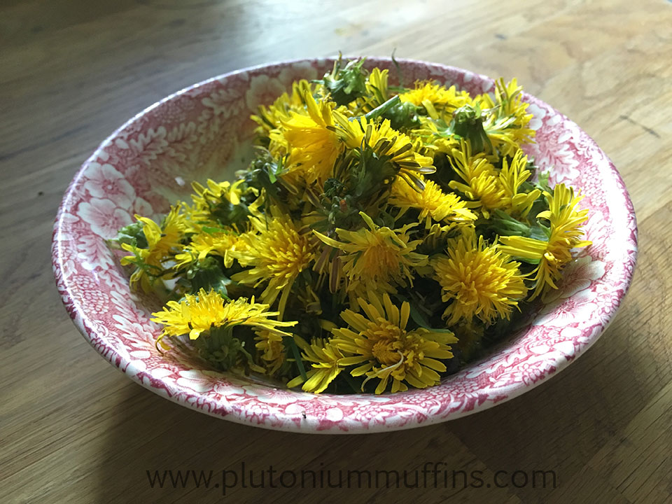 A bowl full of dandelions ready to be cooked for dye.