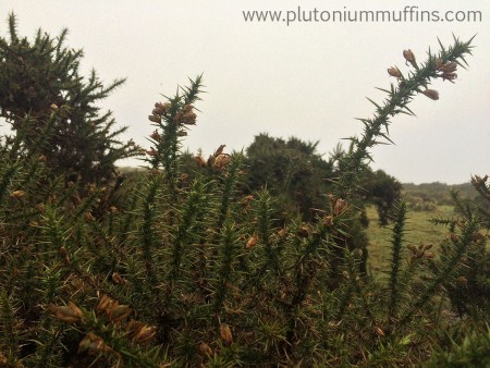 Gorse on Dartmoor. It was hard to get this photo because the stuff is so prickly!