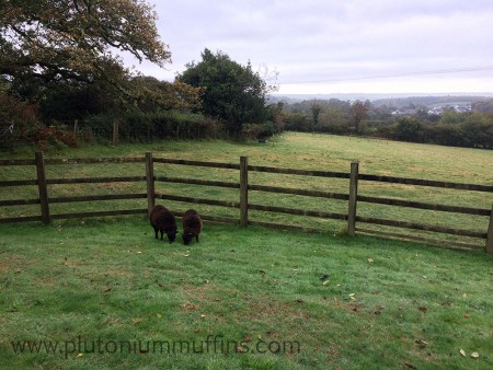 The Ouessants grazing in the garden - because they're still a bit small to go in with the bigger mules.