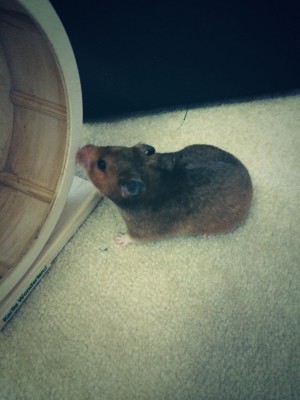 Molly enjoying some free-roaming in our room.