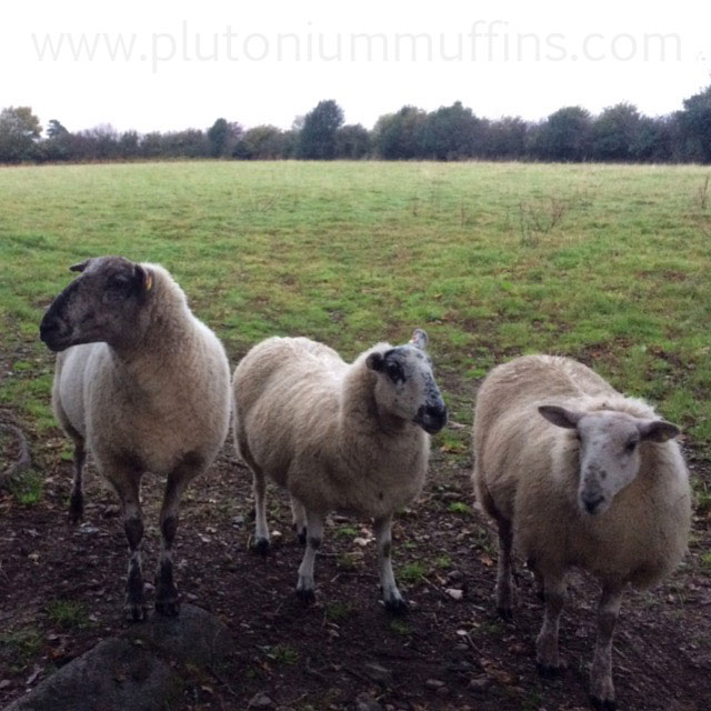 Lavender, Yarn and Shyna (left to right). Angelica was stuffing her face from the yellow bucket, greedy sheep.