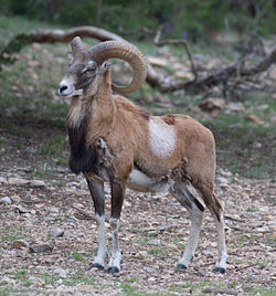 An Armenian Mouflon Male.