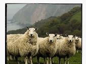 Exmoor Blue Face Sheep.