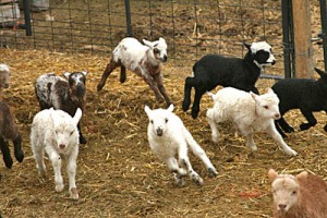 Navajo-Churro lambs!