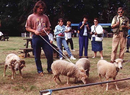 Sheep on a lead! (click the picture for original source)