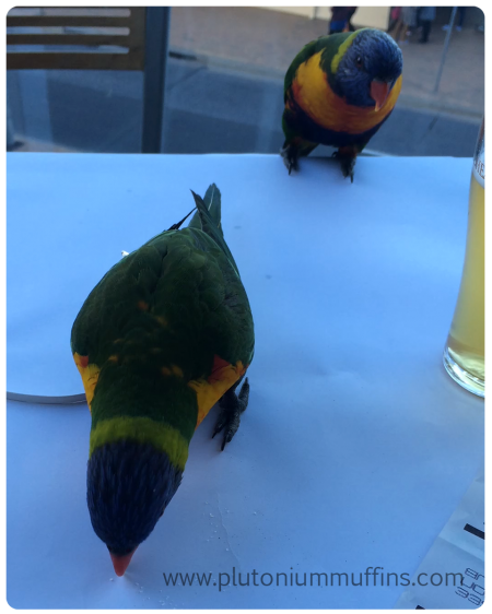 The two lorikeets who visited me for lunch.