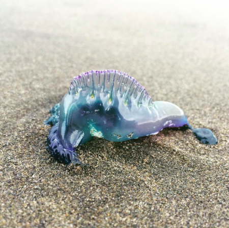 A Portugese Man o' War in Auckland.