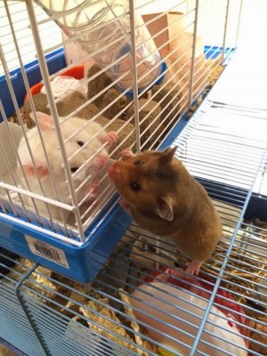 Pippin and Molly giving kisses