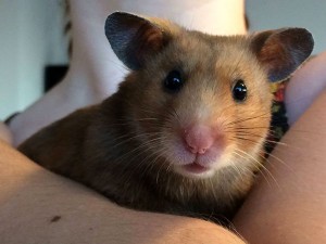 My beautiful Molly, super close-up.