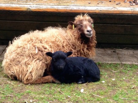 Mother and Daughter at A J Farm (click on picture for original source)