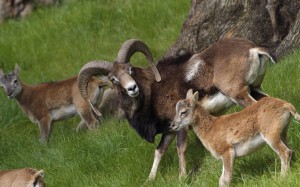 Mouflon in Cyprus - a male and a ewe.