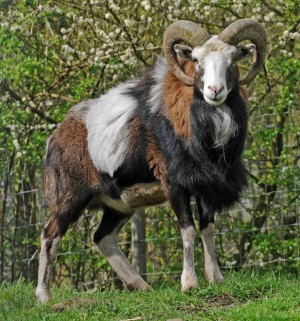 A European Mouflon male.