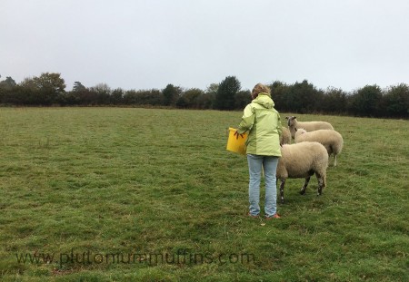 Mum calling the mules to her.