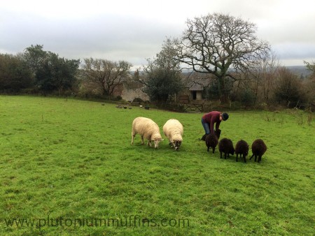 The flock of sheep being fed by mum. Guineas in the background.