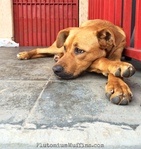 Lots of street dogs in Diadema - this one outside a music shop.