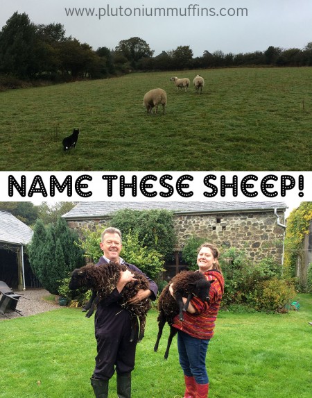 I bet you've never named a sheep before...?