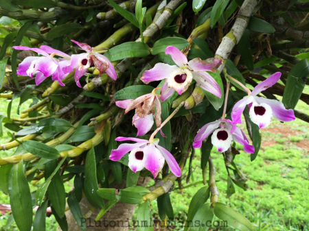 Orchids growing on a tree in the director of ACER's garden.