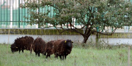 A flock of four sheep were used to crop grass in Paris (click picture to go to original source)