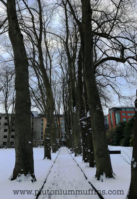 Trees in Temple Gardens.