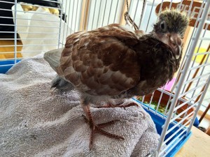Piccadilly, my gorgeous baby pigeon. OK, she's REALLY ugly, but she's adorable.