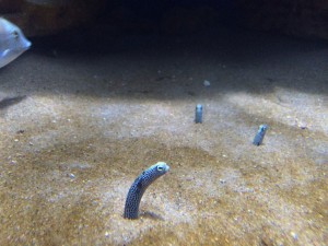Pipe fish, or something similar...they were hilarious and I spent hours watching them.