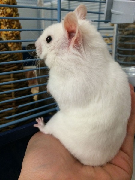 Pippin wants to see Molly through the bars of his cage.