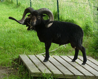 Ouessant Ram (click the picture to go to source)