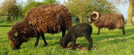 A small family unit of sheep (click the picture to go to source)