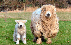 Greyface Dartmoor ewe and lamb - click for source.