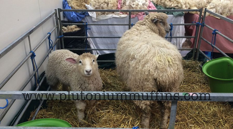 A sheep and her little lamb at Wonderwool Wales.