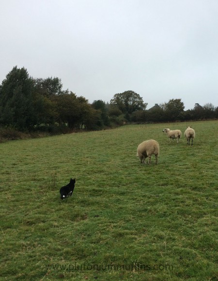 Tonks has decided that she has a new vocation - Sheep Cat!