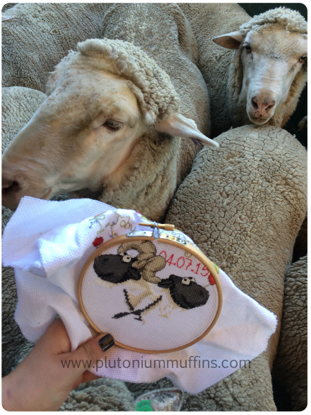 Cross stitch sheep with real sheep. Not that I'm obsessed.