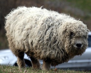 Lookit that dense fleece! This photo from London Wetland Centre by Keven Law.