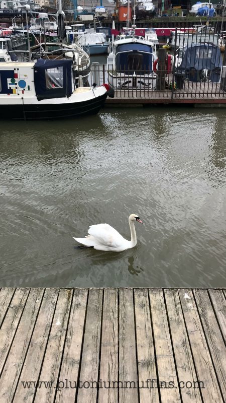 Swan in Bristol Harbour - I've nicknamed him Frank and see him almost every day.