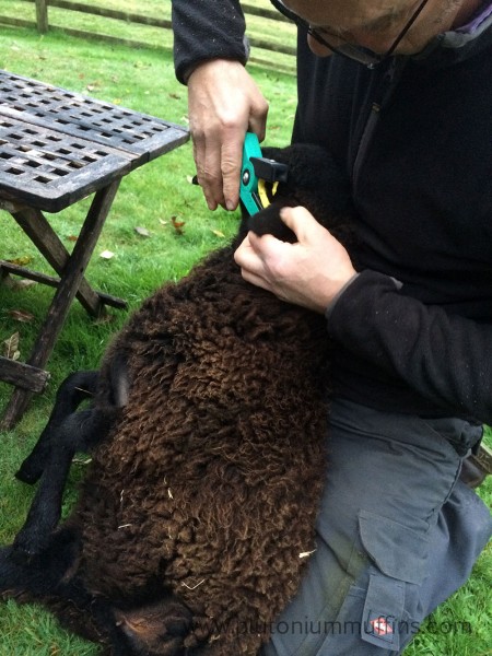 Tagging sheep is an important part of keeping them as it allows the government to keep track of who is who.