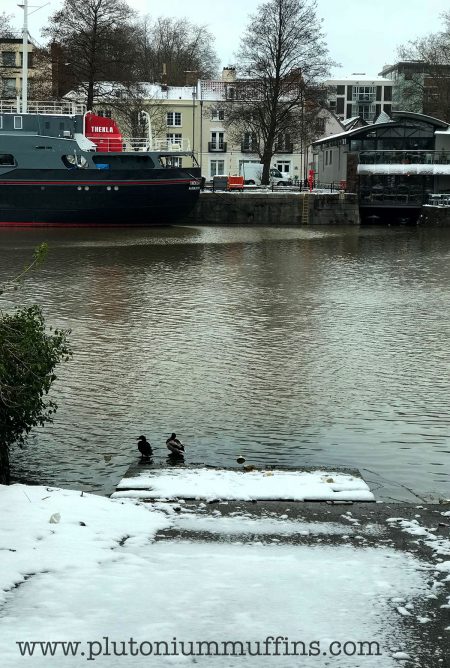 Frozen ducks with Thekla in the background.