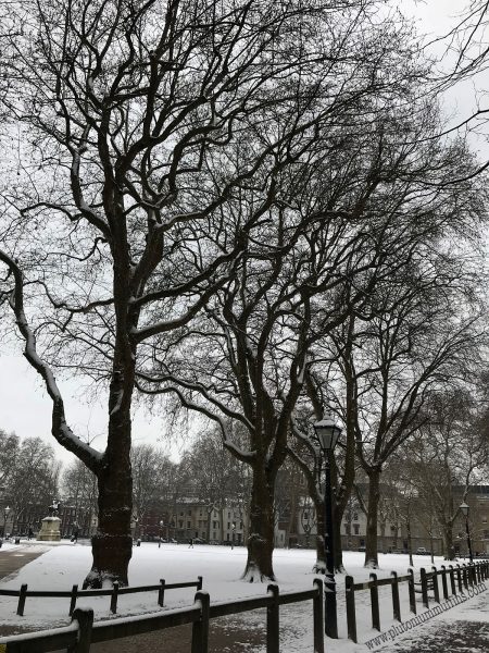 Trees in Queen Square.