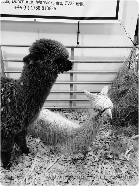 Toft alpacas, one suri and one huacaya