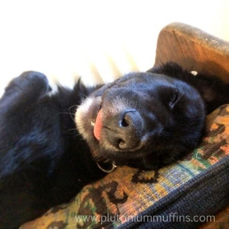 Sleeping on his back on a bench in the kitchen.